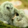 Pustik obecny - Strix aluco - Tawny Owl 6063